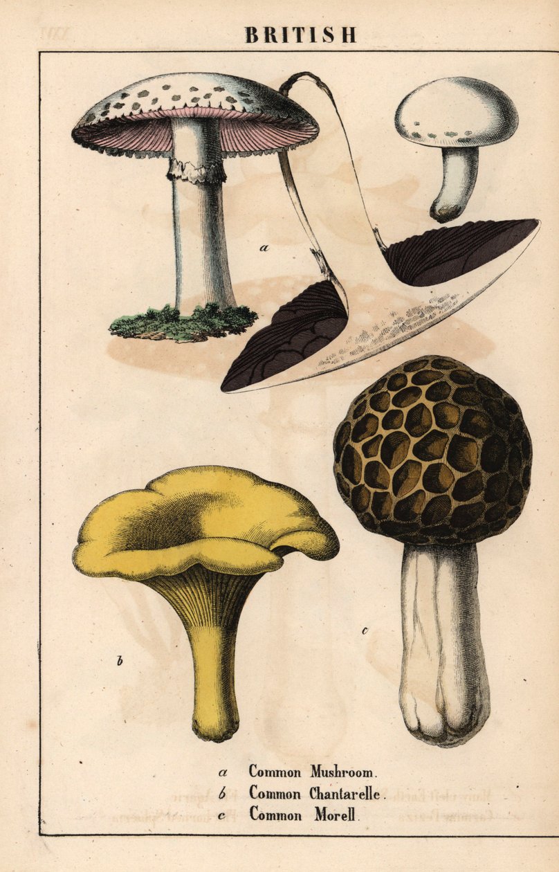 Seta común Agaricus, seta chantarelle dorada Cantharellus cibarius y colmenilla Morchella esculenta   , de "The Instructive Picturebook, or Lessons from the Vegetable World", [Charlotte Mary Yonge], Edimburgo de English School