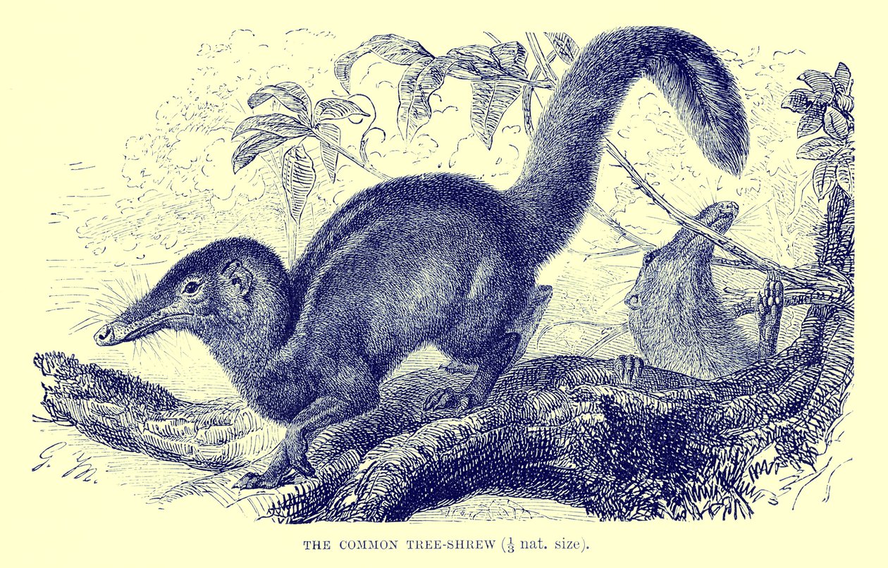 Musaraña arbórea común, ilustración de 