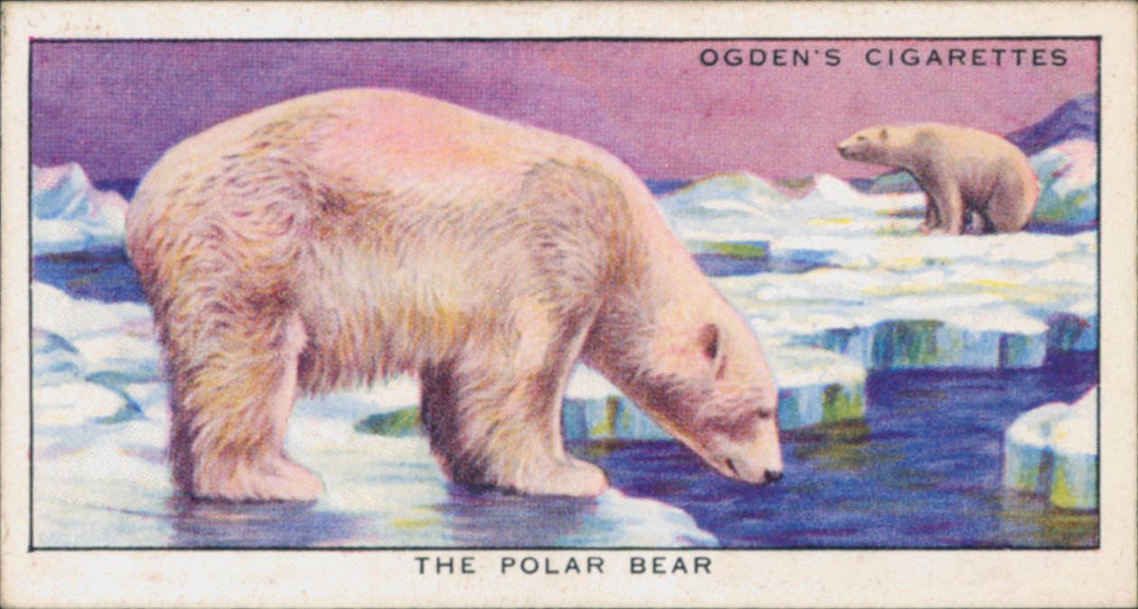 Ocultación de colores para protección, Animales, El oso polar (litografía en color) de English School