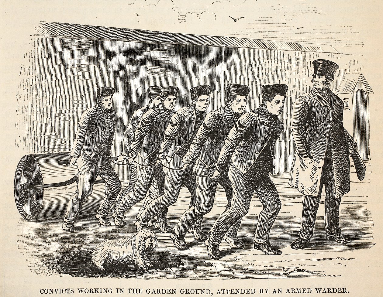 Convictos trabajando en el jardín, atendidos por un celador armado, ilustración de Las prisiones criminales de Londres y escenas de la vida en prisión de Henry Mayhew y John Binny, pub. 1862 de English School