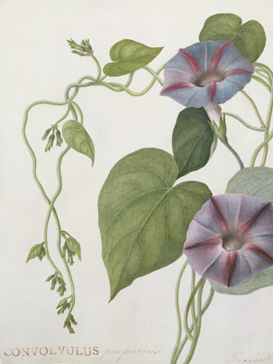 Convolvulus Purpurus de English School