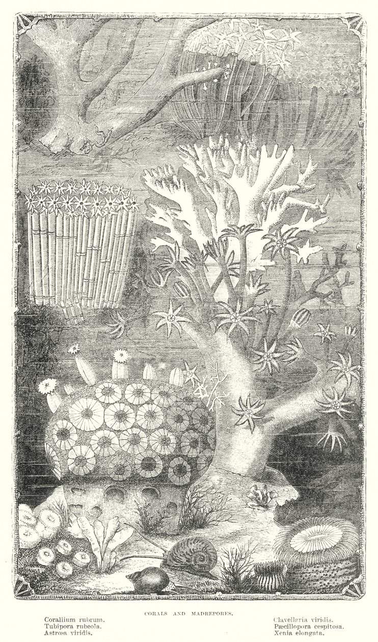 Coral y madreporo (grabado) de English School