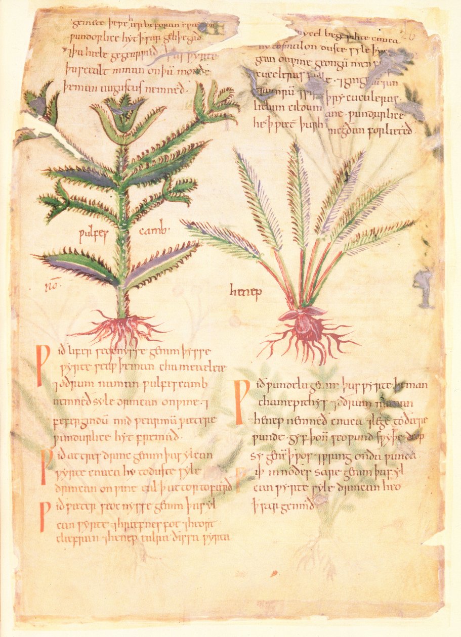Cotton Vitellius C.III fol.30 Ilustraciones de Wulfes Camb y Henep, de 