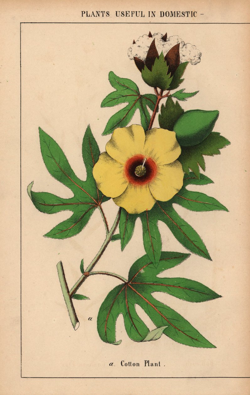 Planta de algodón, con flor amarilla y capullo de algodón blanco.  , de "The Instructive Picturebook, or Lessons from the Vegetable World", [Charlotte Mary Yonge], Edimburgo de English School