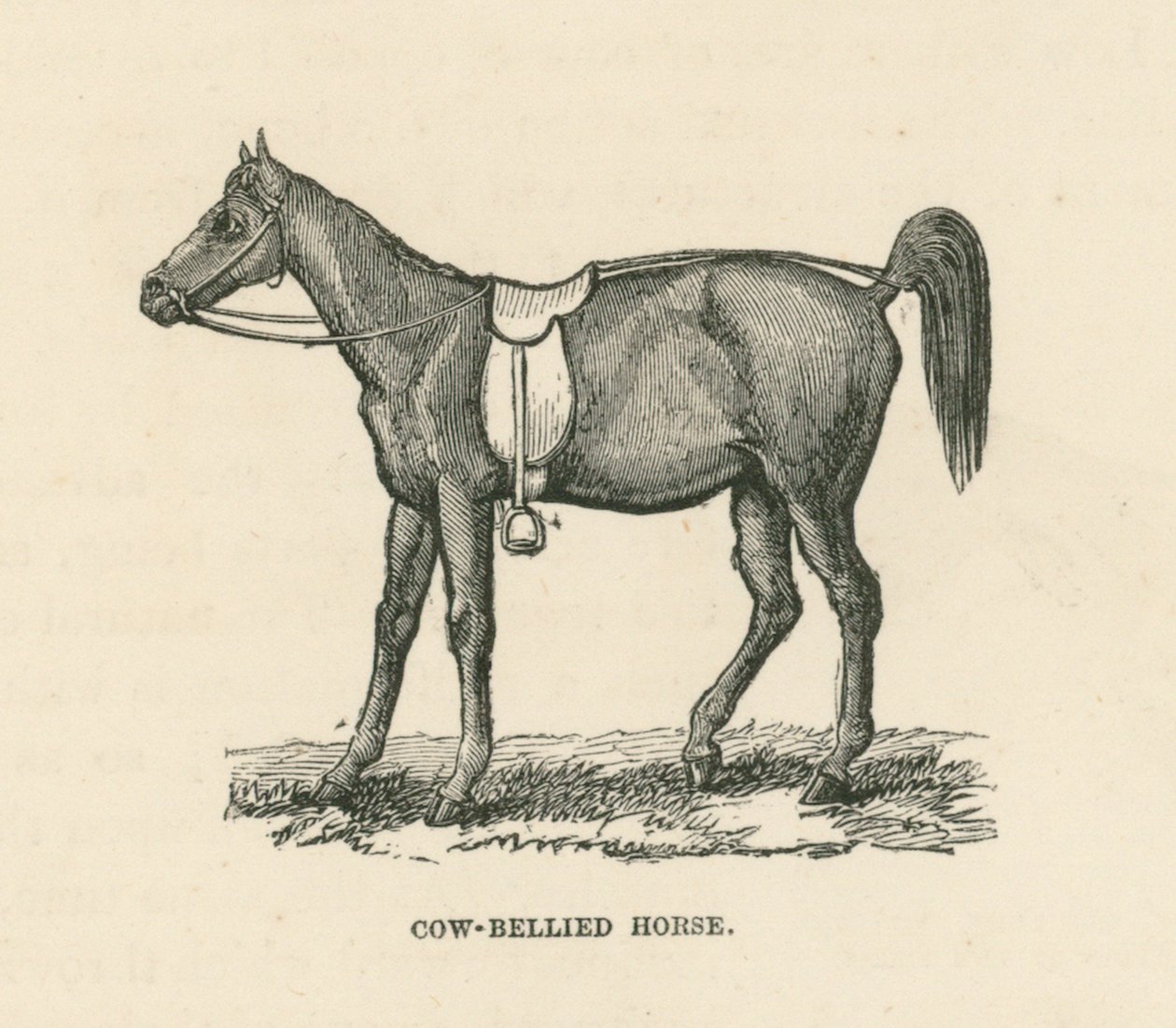 Caballo panza de vaca (grabado) de English School