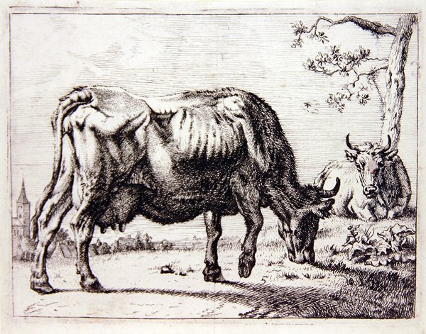 Vacas en el pasto de English School