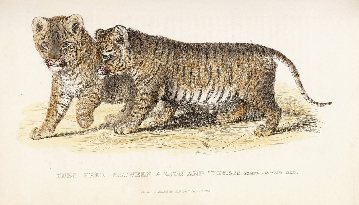 Cachorros criados entre un león y una tigresa, tres meses de edad, 1827-1835 de English School