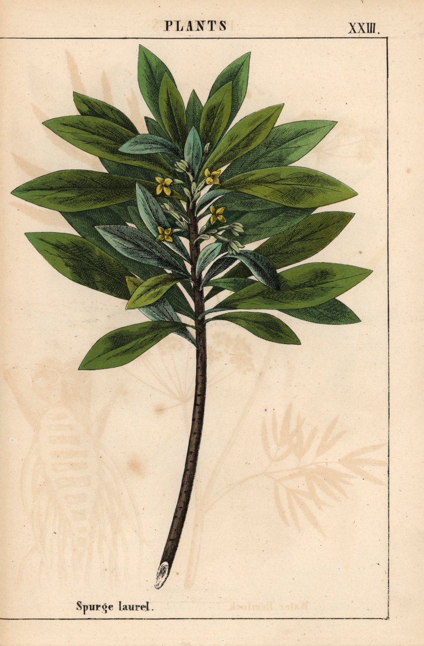 Daphne laureola o Spurge-laurel   , de "The Instructive Picturebook, or Lessons from the Vegetable World", [Charlotte Mary Yonge], Edimburgo de English School