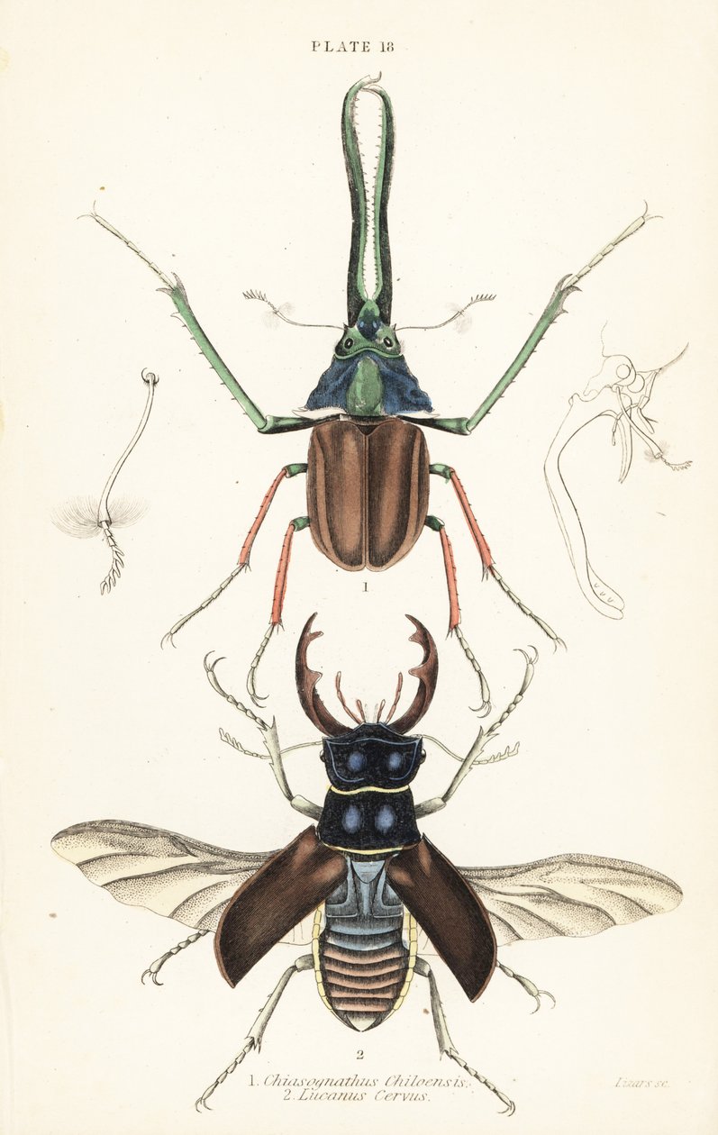 Escarabajo de Darwin, escarabajo ciervo de Grant o escarabajo ciervo chileno, Chiasognathus grantii 1, y escarabajo ciervo europeo, Lucanus cervus 2 de English School