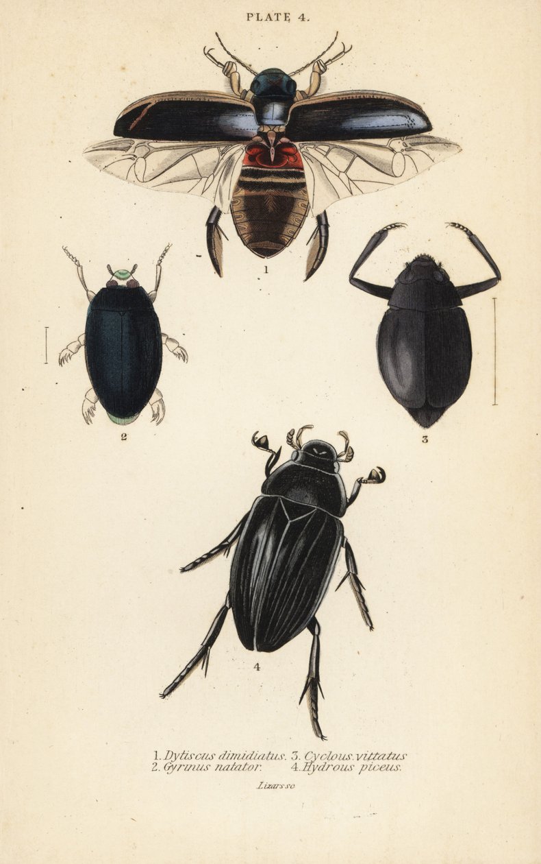 Escarabajo buceador, Dytiscus dimidiatus 1, escarabajo común girador, Gyrinus natator 2, Cyclous vittatus 3, y gran escarabajo plateado de agua, Hydrophilus piceus 4 de English School