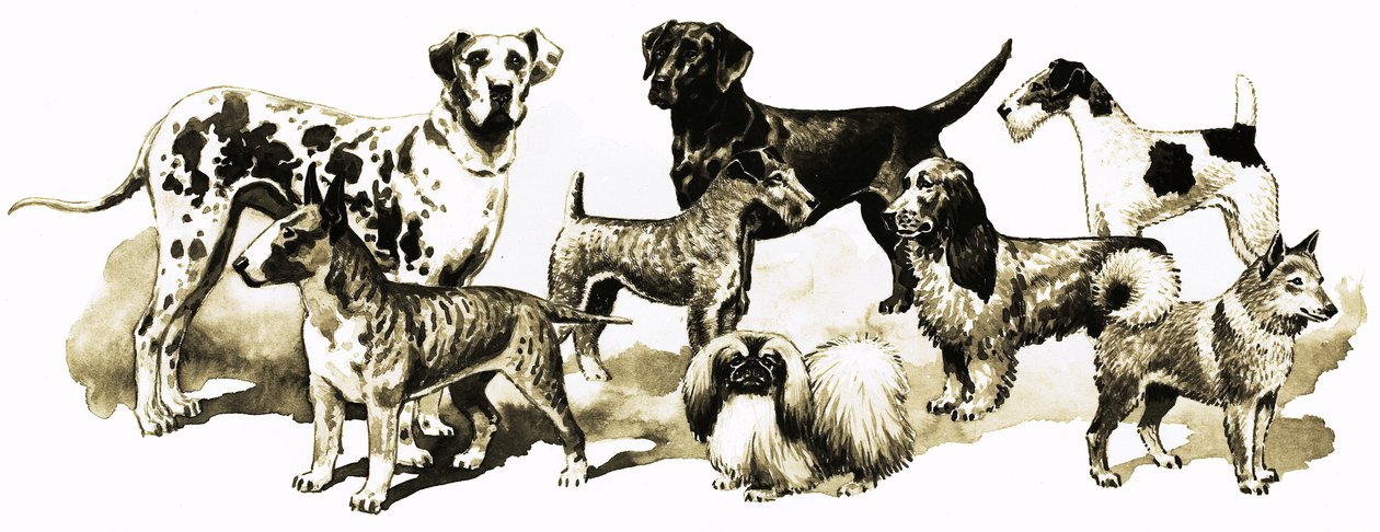 Perros de English School