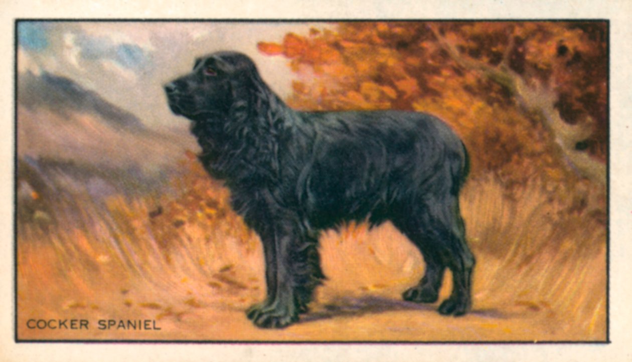 Perros: Cocker Spaniel (litografía en color) de English School