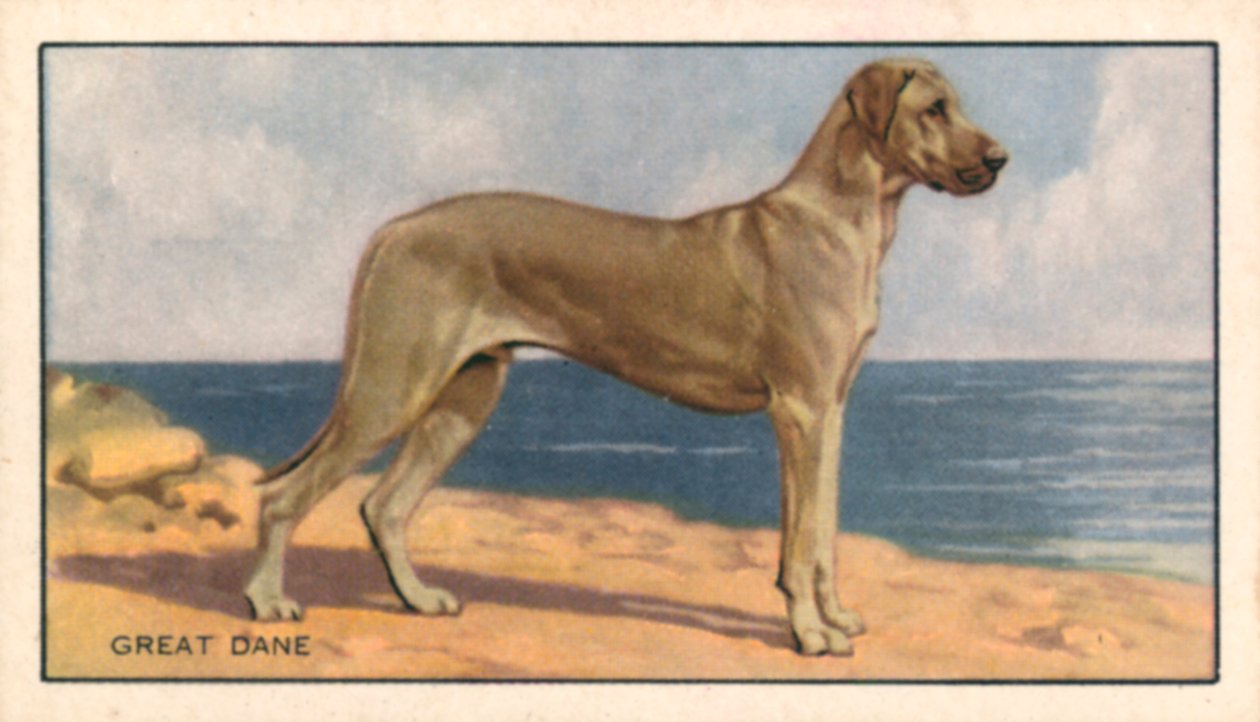 Perros: Gran Danés (litografía en color) de English School