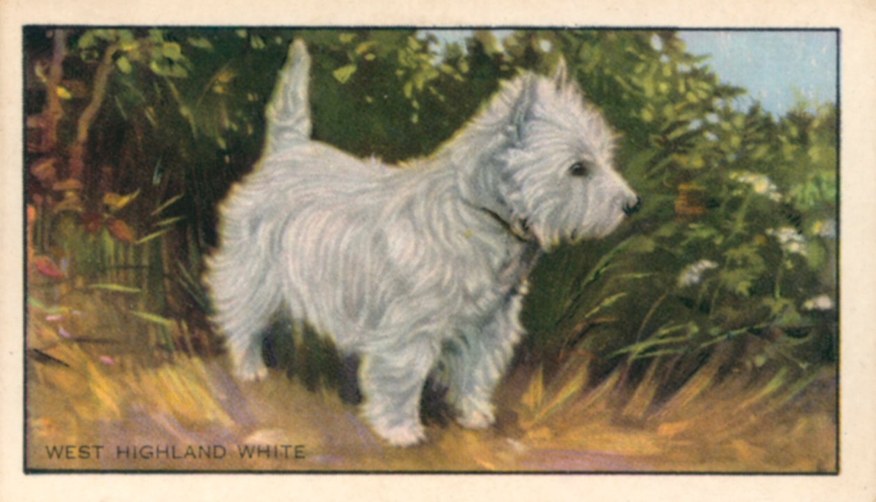 Perros: West Highland White (litografía en color) de English School