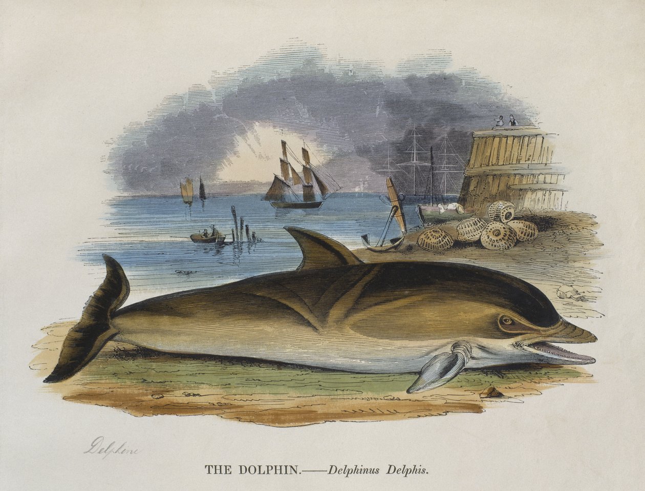 Delfín en la orilla, 1823 de English School