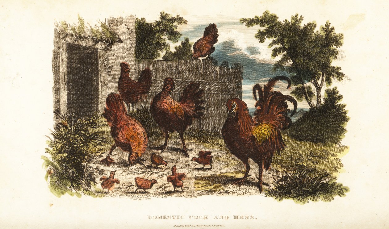 Gallo y gallina domésticos con polluelos en un corral de English School