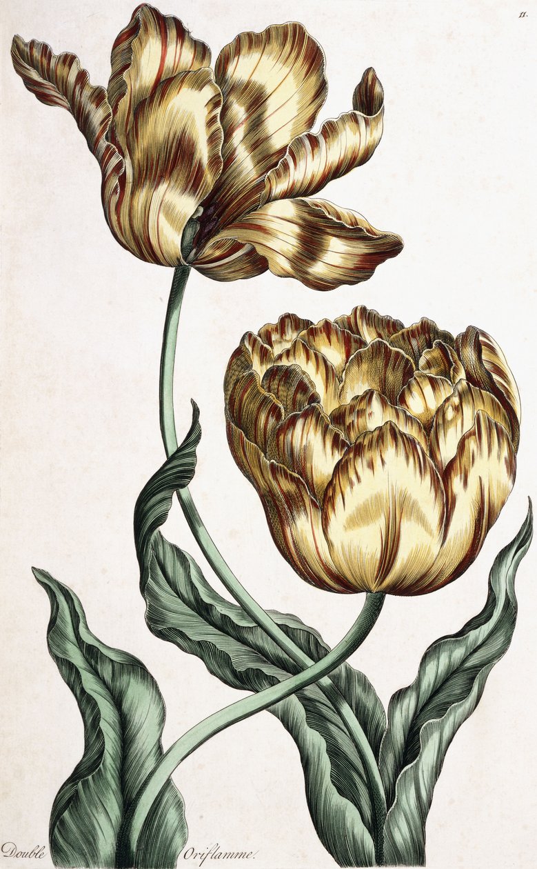 Doble Oriflama, 1759 de English School