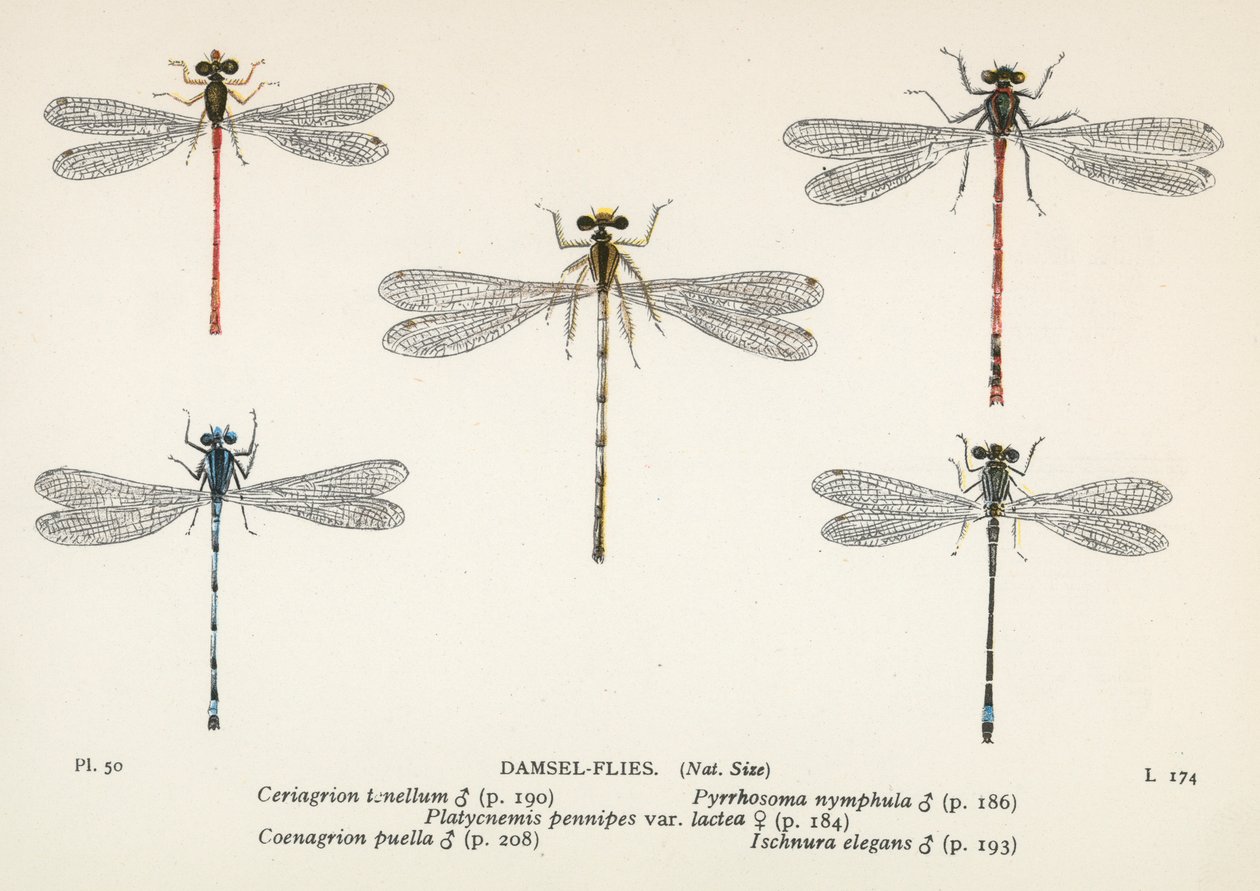Libélulas: Damsel-Flies (litografía en color) de English School