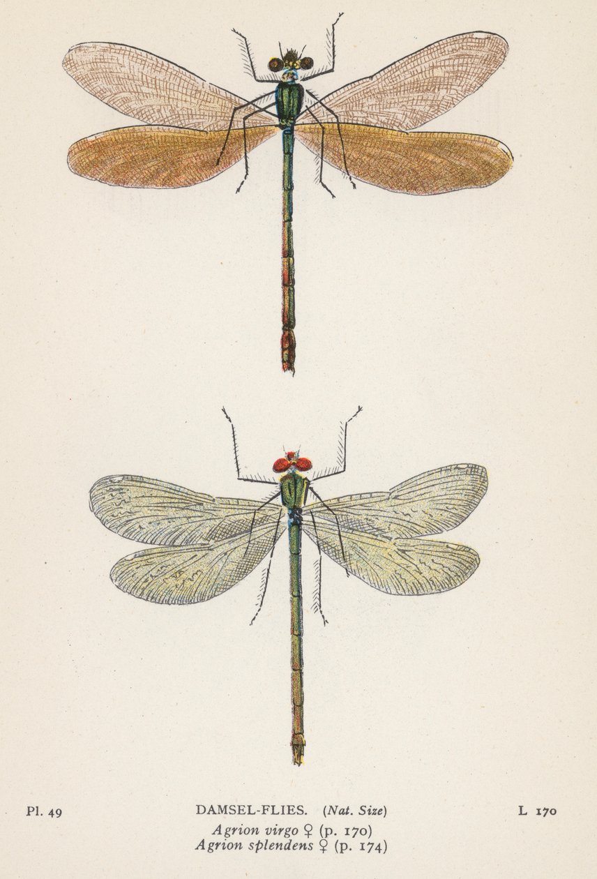 Libélulas: Damsel-Flies (litografía en color) de English School