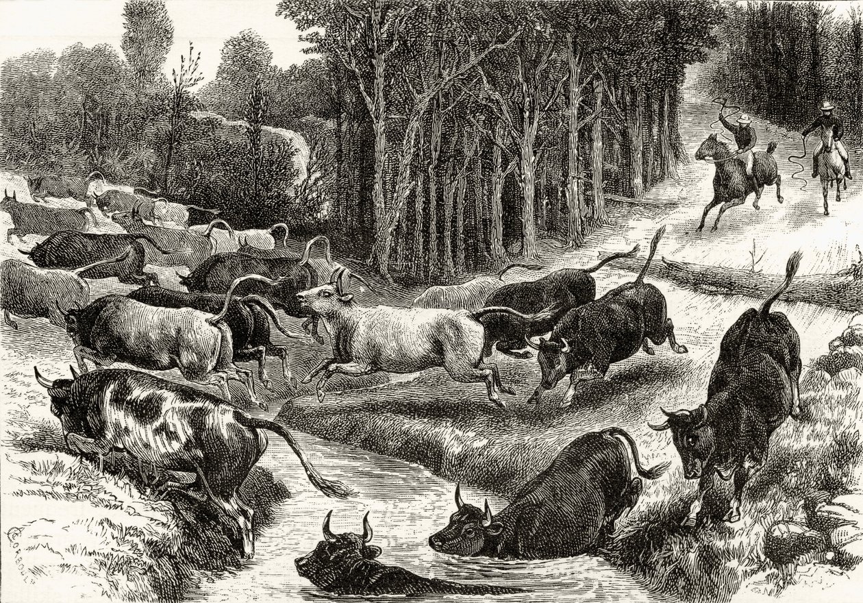 Conduciendo ganado en Australia, c.1880, de 