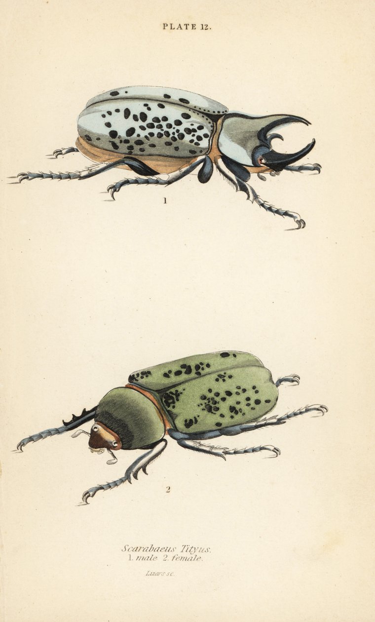 Escarabajo Hércules oriental, Dynastes tityus, macho 1, hembra 2 de English School