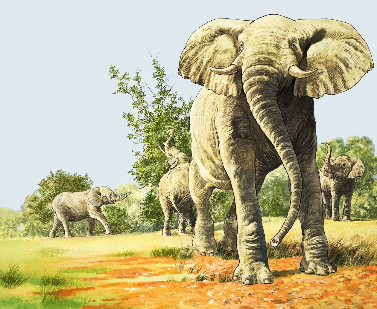Elefantes de África, ilustración de "El país de las maravillas de la naturaleza". de English School