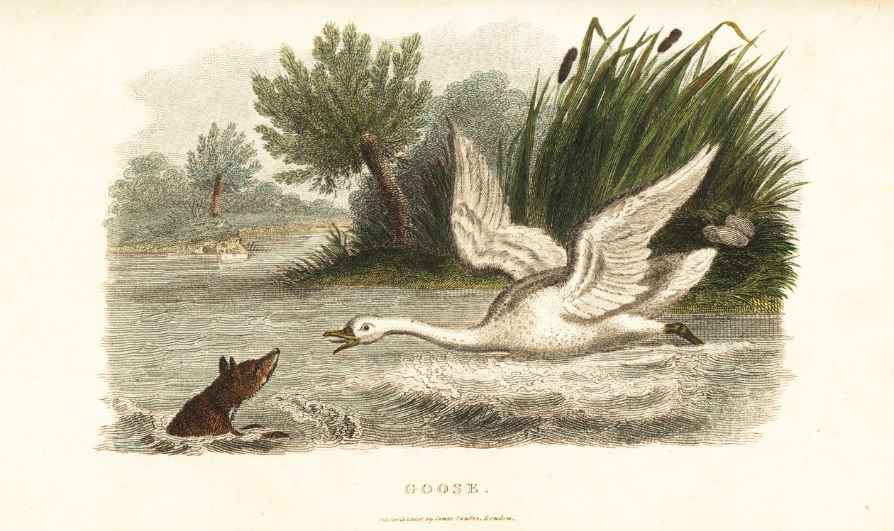 Cisne hembra ahogando a un zorro para proteger su nido de English School