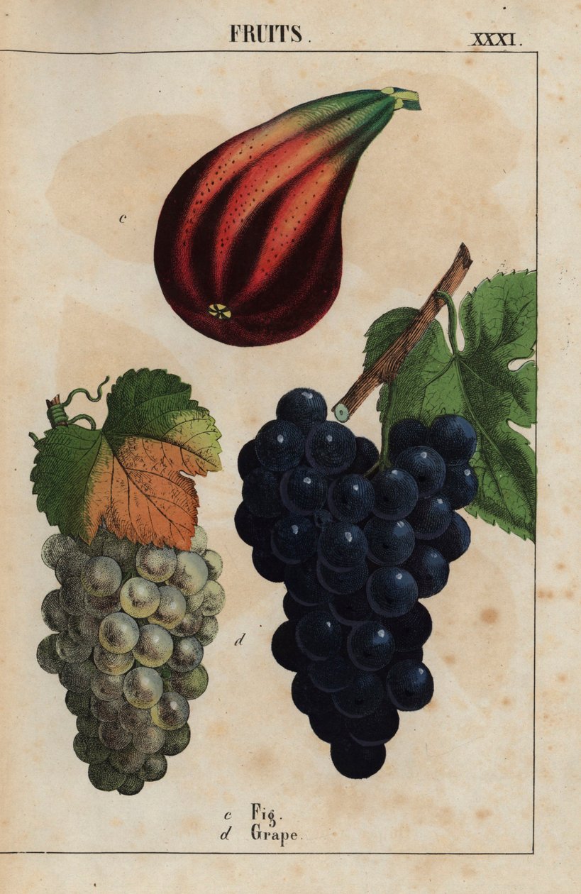 higo y uvas  , de "The Instructive Picturebook, or Lessons from the Vegetable World", [Charlotte Mary Yonge], Edimburgo de English School