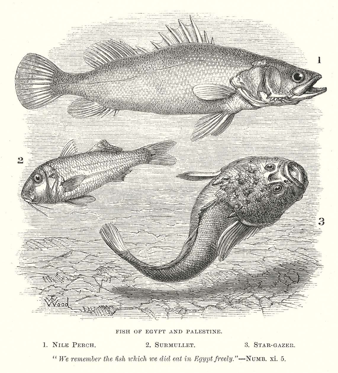 Peces de Egipto y Palestina (grabado) de English School
