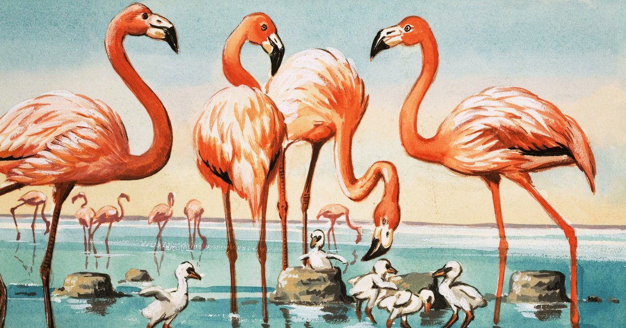 Flamencos de English School