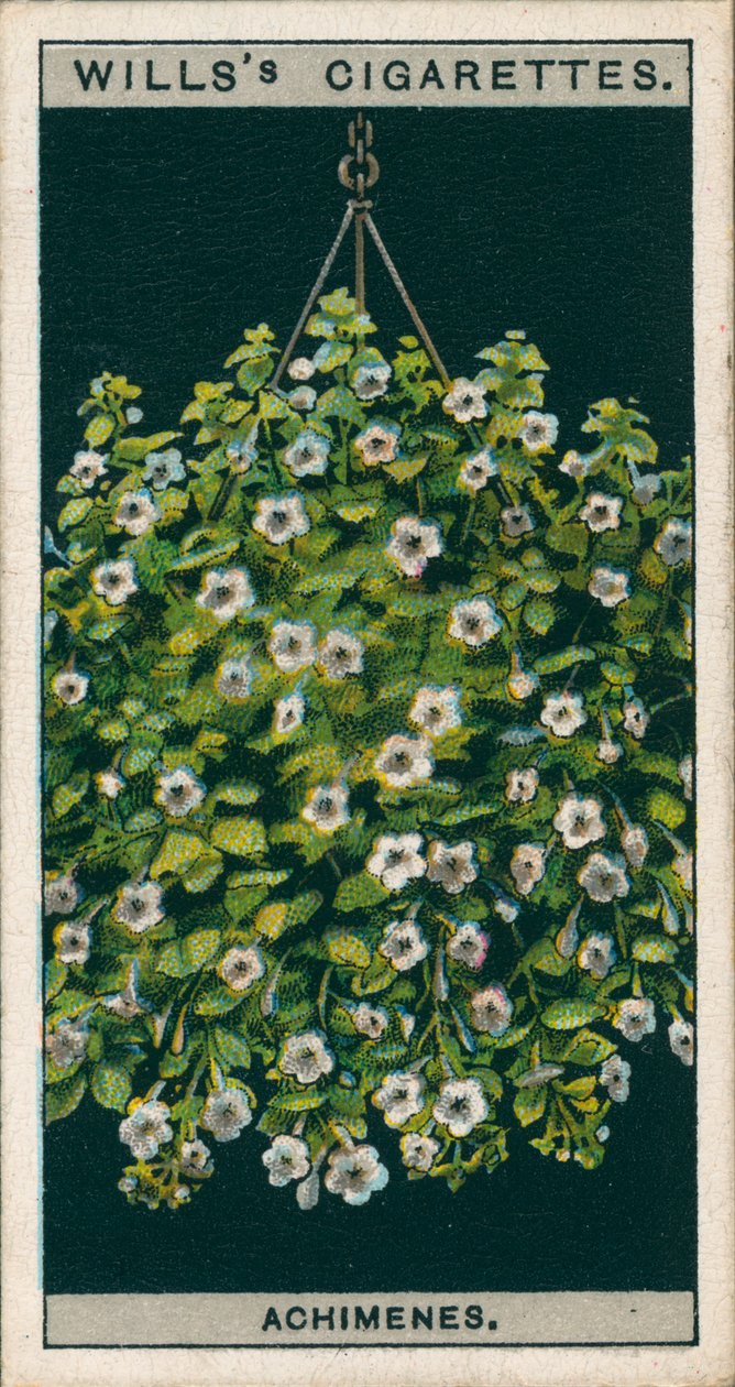 Cultivo de flores en macetas: Achimenes (cromolitos) de English School