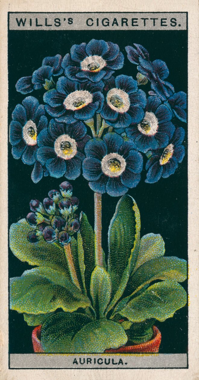 Cultivo de flores en macetas: Aurícula alpina (cromolito) de English School