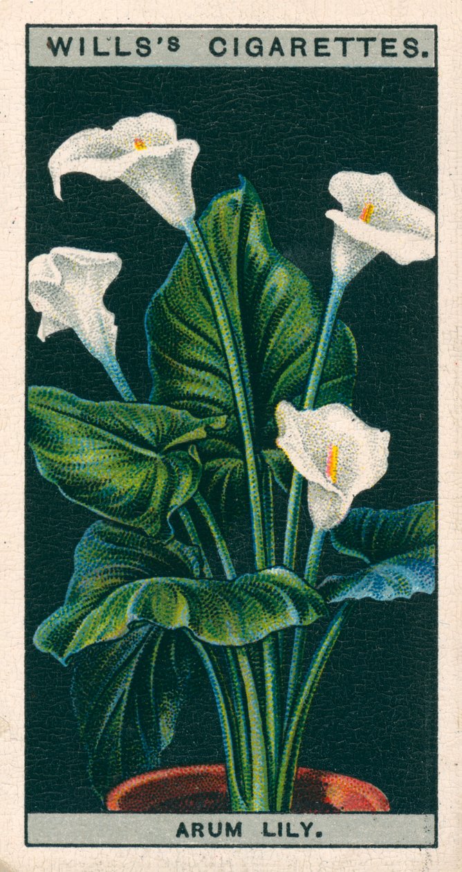 Cultivo de flores en macetas: Arum Lily o Richardia (cromolito) de English School