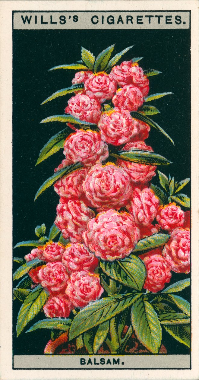 Cultivo de flores en macetas: Bálsamo florido de camelia (cromolito) de English School