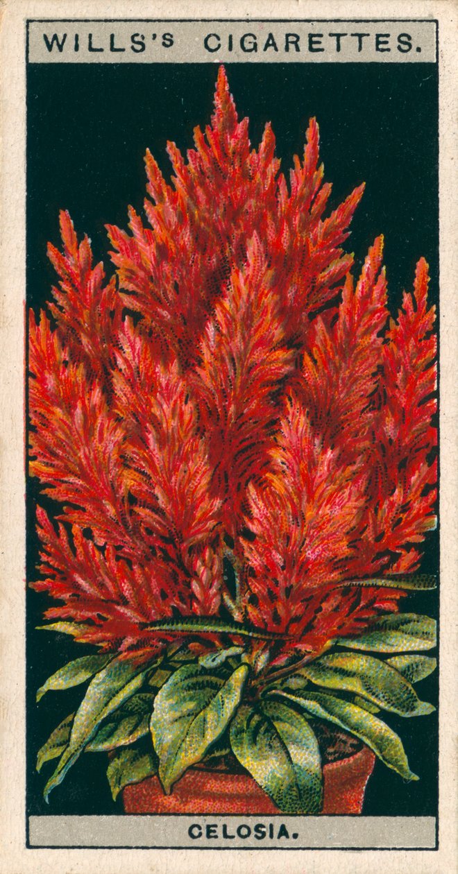 Cultivo de flores en macetas: Celosia (cromolito) de English School