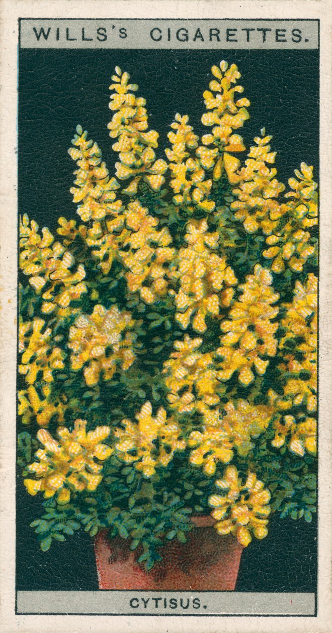 Cultivo de flores en macetas: Cytisus o Genista (cromolito) de English School