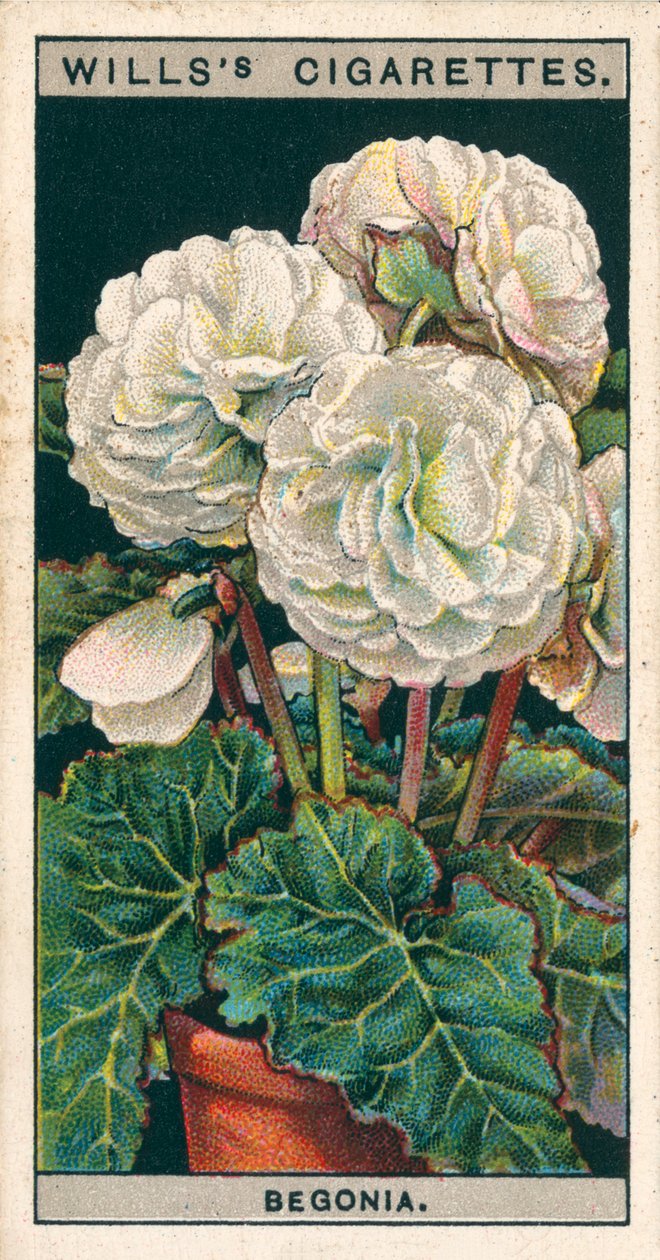 Cultivo de flores en macetas: Begonia de raíz tuberosa doble (chromolitho) de English School