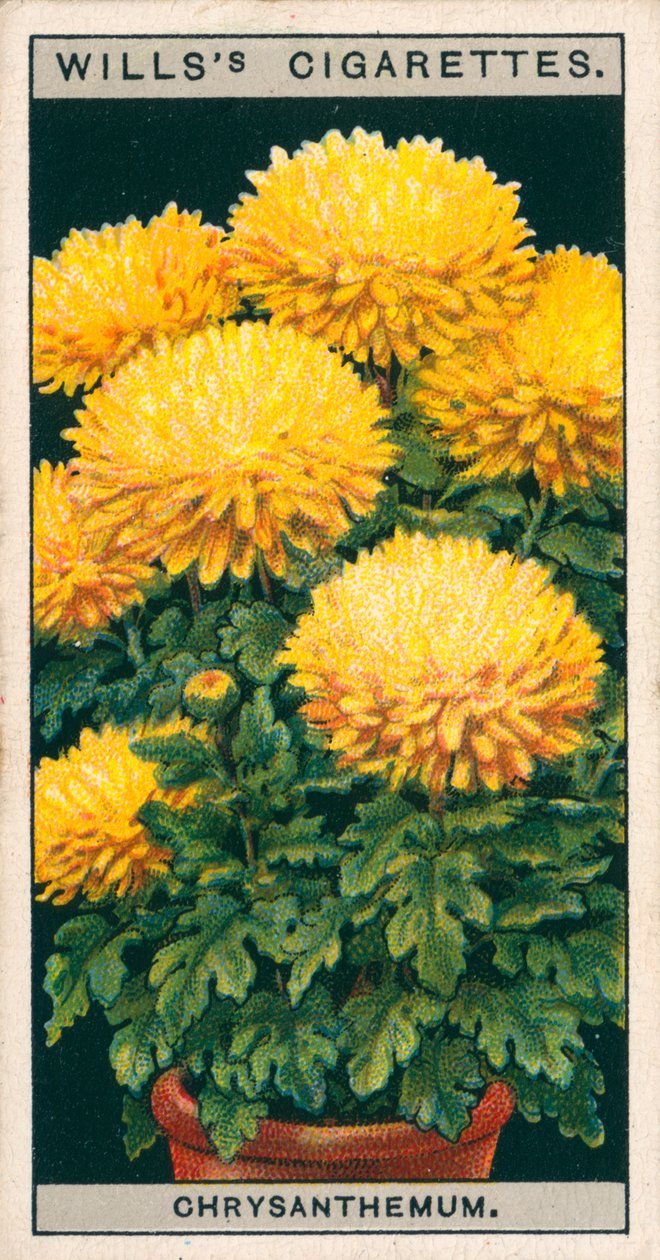 Cultivo de flores en macetas: Crisantemo enano (chromolitho) de English School
