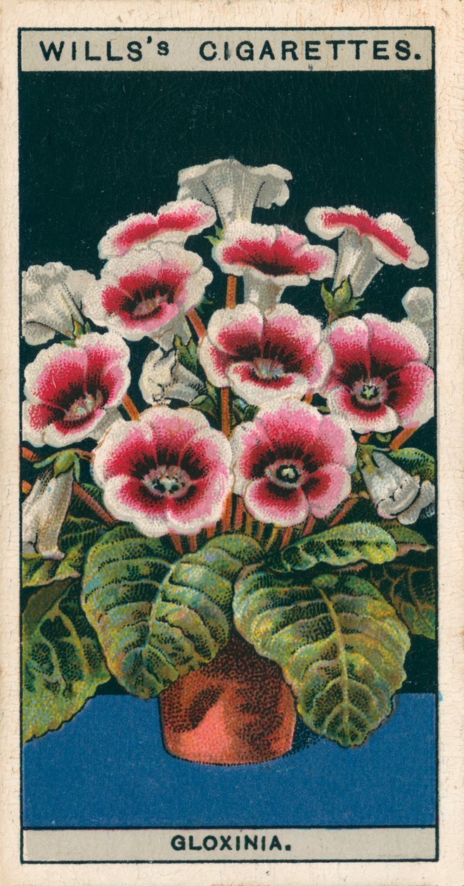 Cultivo de flores en macetas: Gloxinia (cromolito) de English School