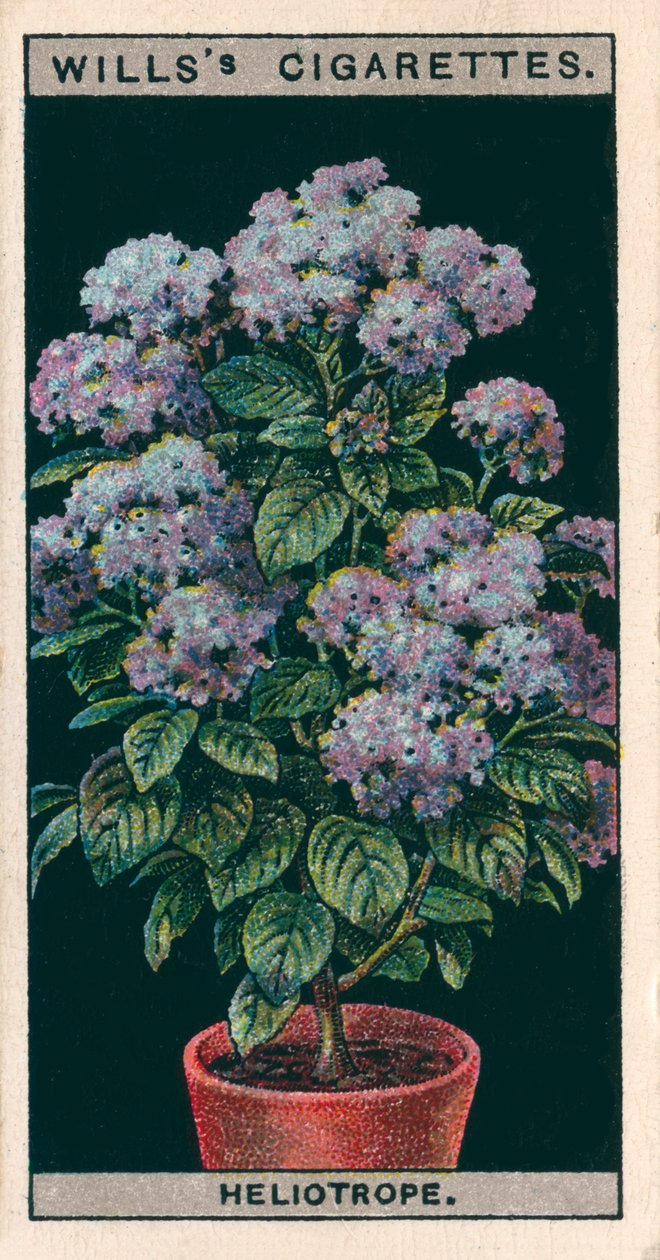 Cultivo de flores en macetas: Heliotropo o pastel de cerezas (chromolitho) de English School