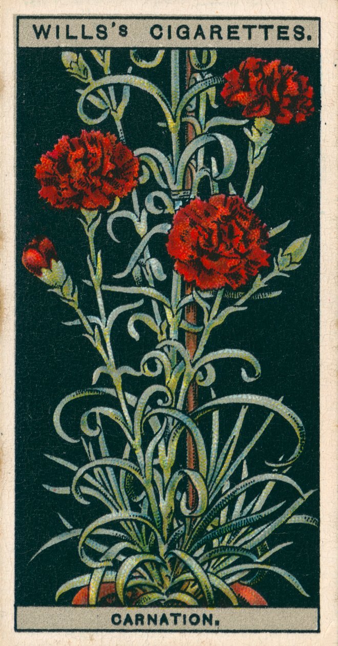 Cultivo de flores en macetas: Clavel de flor perpetua (chromolitho) de English School