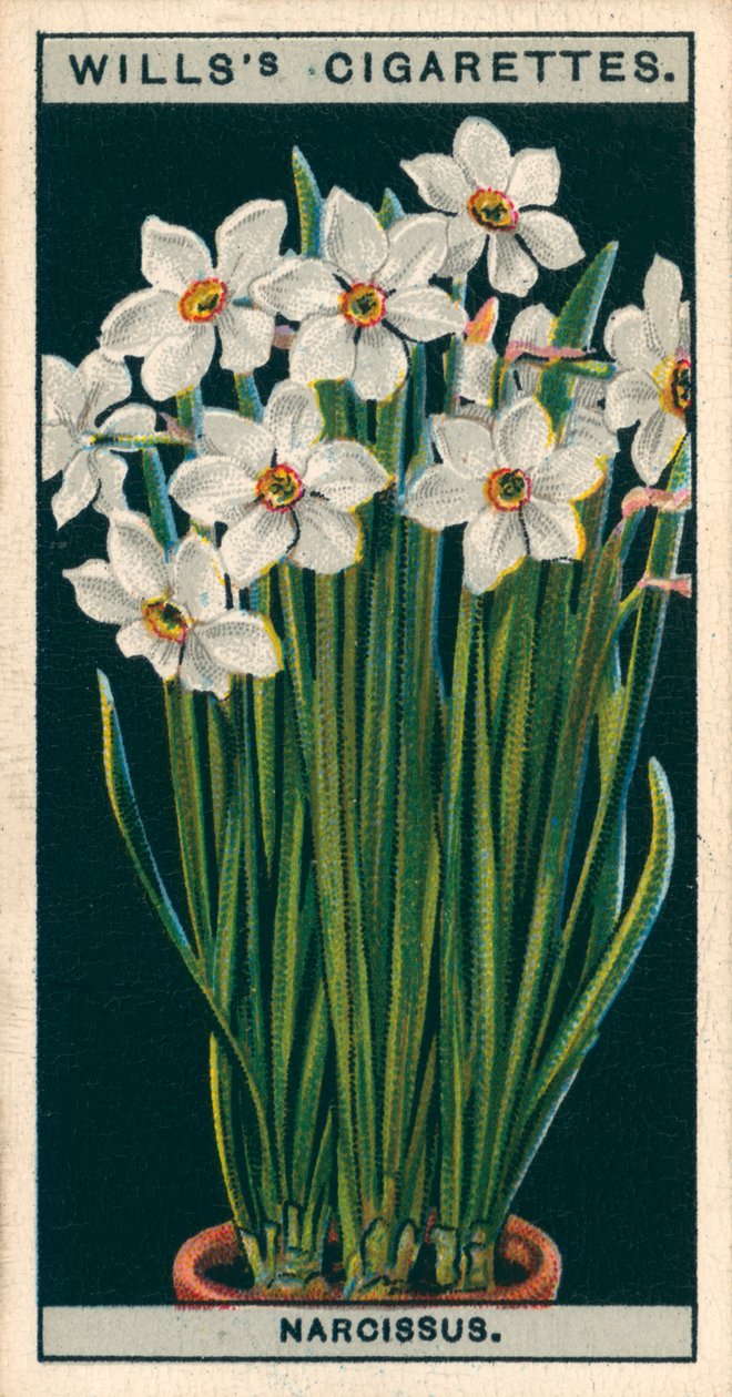 Cultivo de flores en macetas: Narciso poeta (chromolitho) de English School