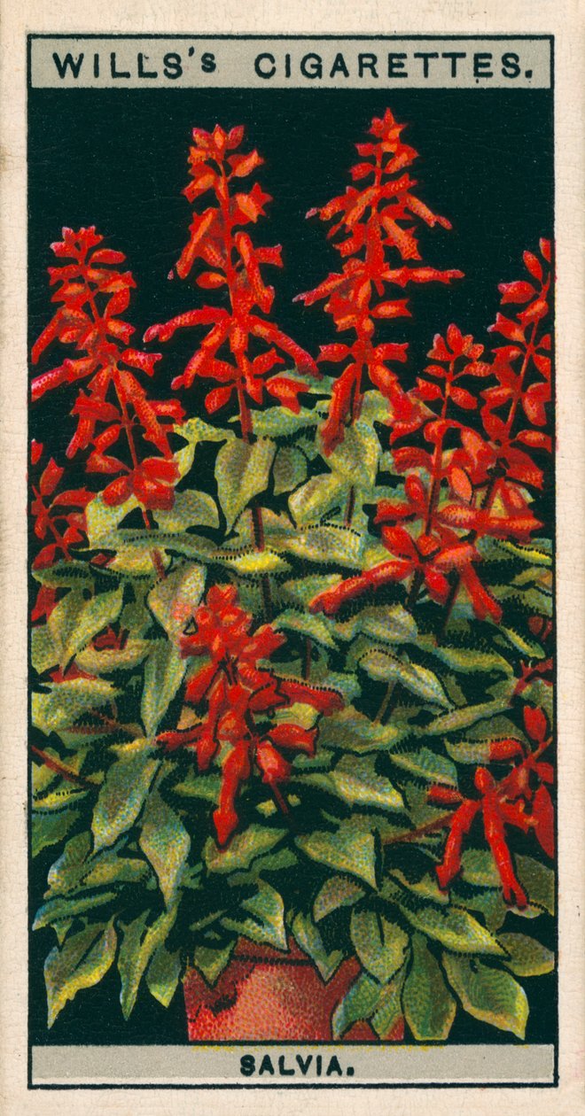 Cultivo de flores en macetas: Salvia (cromolito) de English School