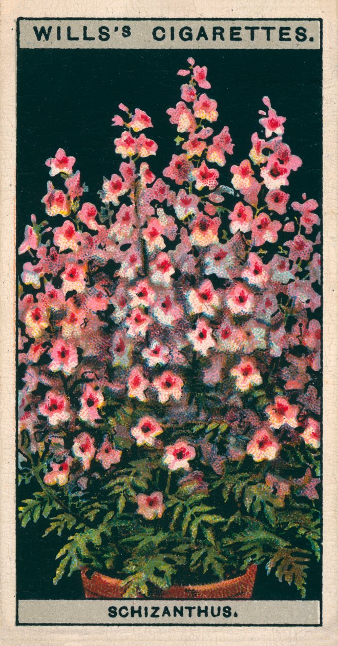 Cultivo de flores en macetas: Schizanthus o Flor de mariposa (chromolitho) de English School