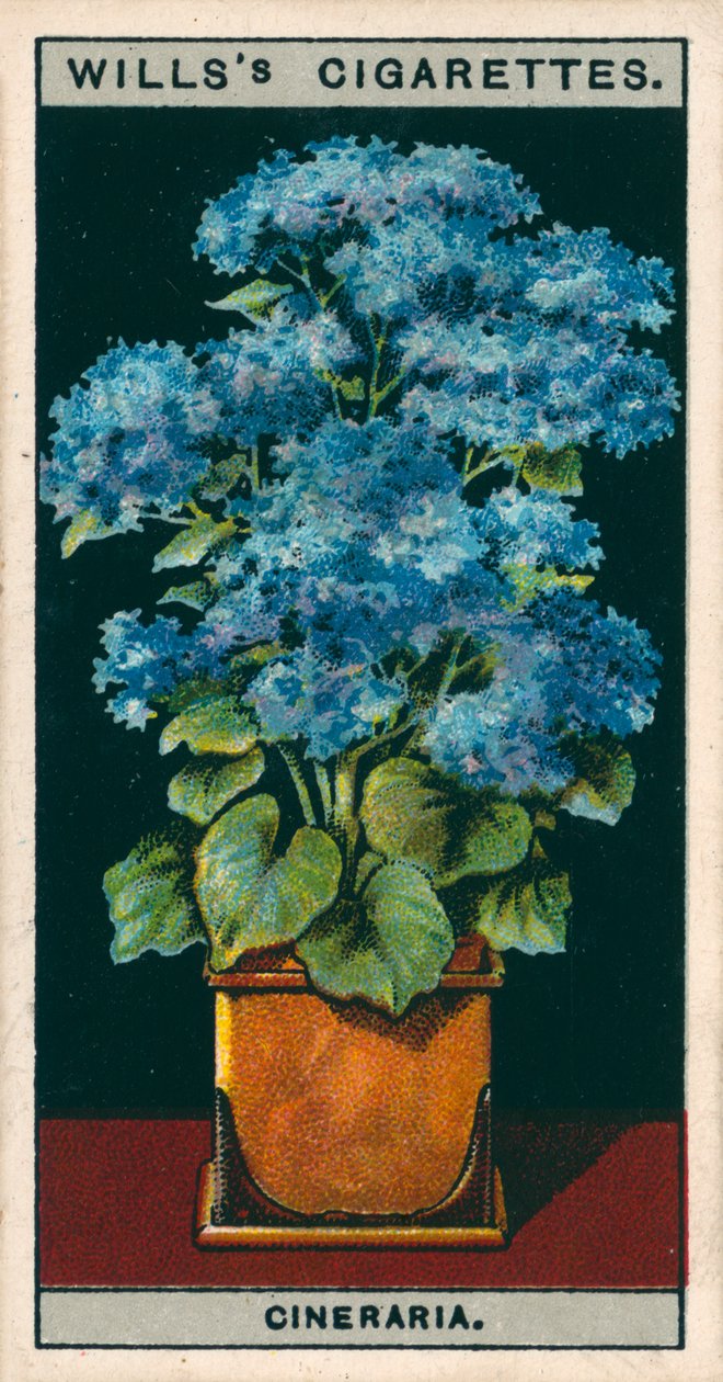 Cultivo de flores en macetas: Cineraria estrella (chromolitho) de English School