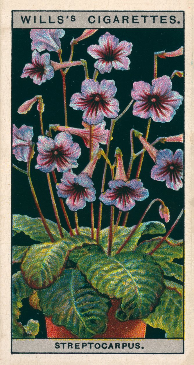 Cultivo de flores en macetas: Streptocarpus o Prímula del Cabo (chromolitho) de English School