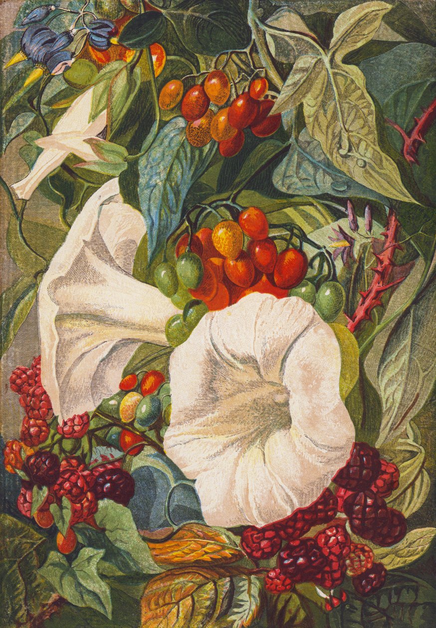 Flores y bayas (litografía en color) de English School