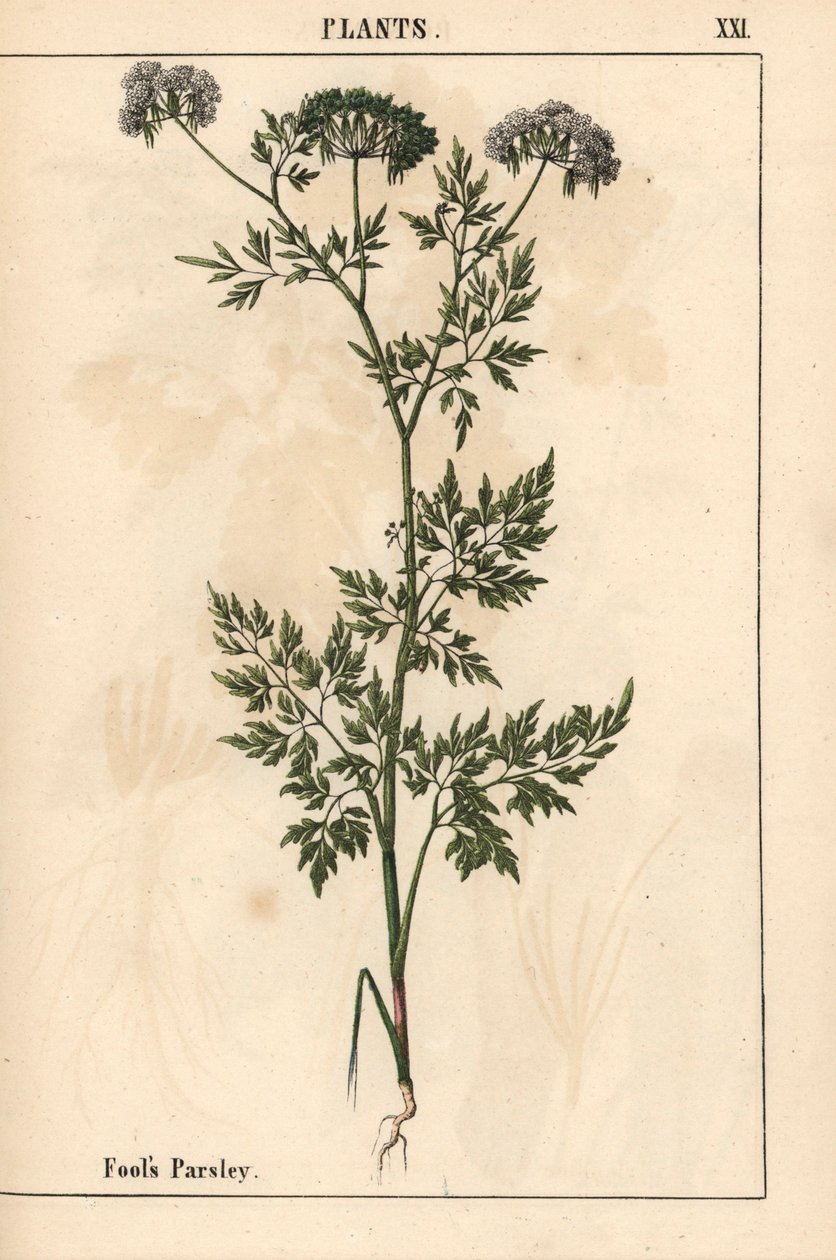 Perejil de los tontos Aethusa cynapium   , de "The Instructive Picturebook, or Lessons from the Vegetable World", [Charlotte Mary Yonge], Edimburgo de English School