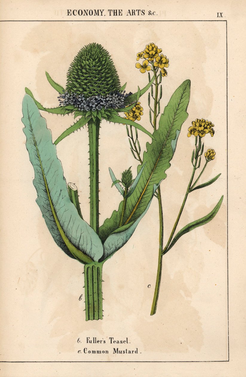 Cardo o cardo de Fuller y mostaza común con flores amarillas  , de "The Instructive Picturebook, or Lessons from the Vegetable World", [Charlotte Mary Yonge], Edimburgo de English School