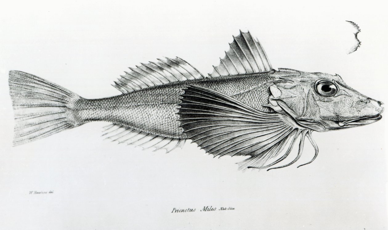 Gurnard de Galápagos, lámina 6 de 